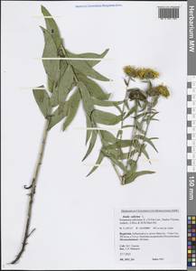 Pentanema salicinum subsp. salicinum, Siberia, Baikal & Transbaikal region (S4) (Russia)