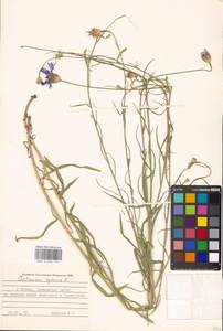 Centaurea cyanus L., Eastern Europe, Moscow region (E4a) (Russia)
