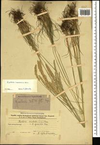 Koeleria pyramidata (Lam.) P.Beauv., Caucasus, Azerbaijan (K6) (Azerbaijan)