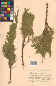 Juniperus sabina L., Eastern Europe, Lower Volga region (E9) (Russia)