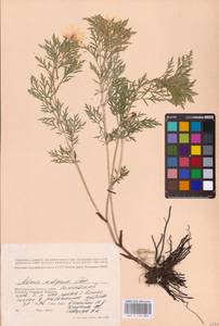 Adonis volgensis DC., Eastern Europe, Lower Volga region (E9) (Russia)