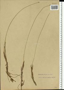 Trichophorum cespitosum (L.) Hartm., Eastern Europe, North-Western region (E2) (Russia)