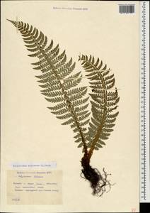 Polystichum aculeatum (L.) Roth, Caucasus, Krasnodar Krai & Adygea (K1a) (Russia)