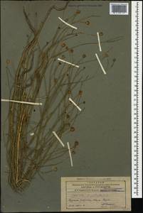 Garidella nigellastrum L., Caucasus, Armenia (K5) (Armenia)