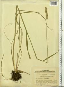 Alopecurus arundinaceus Poir., Siberia, Western Siberia (S1) (Russia)