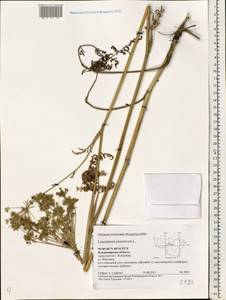 Silphiodaucus prutenicus subsp. prutenicus, Eastern Europe, Central region (E4) (Russia)