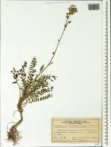Polemonium caeruleum subsp. campanulatum Th. Fr., Siberia, Central Siberia (S3) (Russia)