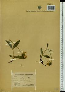 Arnica montana subsp. montana, Siberia, Chukotka & Kamchatka (S7) (Russia)