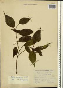 Celtis australis subsp. caucasica (Willd.) C. C. Townsend, Caucasus, Abkhazia (K4a) (Abkhazia)