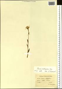 Tephroseris subfrigida (Kom.) Holub, Siberia, Chukotka & Kamchatka (S7) (Russia)