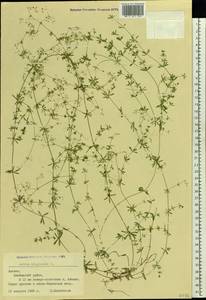 Galium uliginosum L., Eastern Europe, Latvia (E2b) (Latvia)