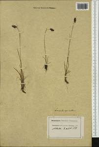 Luzula spicata (L.) DC., Western Europe (EUR) (Switzerland)