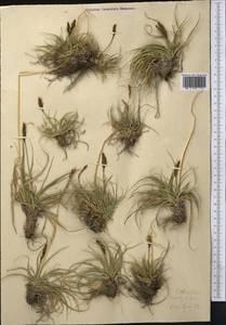 Carex kokanica (Regel) S.R.Zhang, Middle Asia, Pamir & Pamiro-Alai (M2) (Tajikistan)