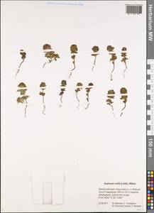 Euphrasia mollis (Ledeb.) Wettst., Siberia, Chukotka & Kamchatka (S7) (Russia)