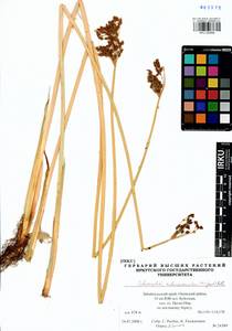 Schoenoplectus tabernaemontani (C.C.Gmel.) Palla, Siberia, Baikal & Transbaikal region (S4) (Russia)