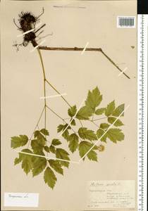 Actaea spicata L., Eastern Europe, Central forest region (E5) (Russia)