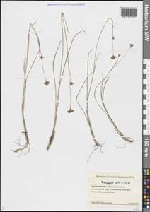 Rhynchospora alba (L.) Vahl, Eastern Europe, Western region (E3) (Russia)