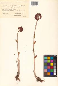 Hylotelephium telephium (L.) H. Ohba, Siberia, Chukotka & Kamchatka (S7) (Russia)