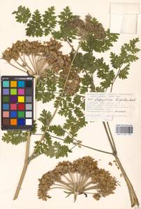 Silphiodaucus hispidus (M. Bieb.) Spalik, Wojew., Banasiak, Piwczyñski & Reduron, Eastern Europe, Moscow region (E4a) (Russia)