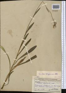 Sonchus arvensis subsp. uliginosus (M. Bieb.) Nyman, Middle Asia, Caspian Ustyurt & Northern Aralia (M8) (Kazakhstan)