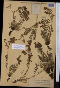 Hedysarum schellianum Knjaz., Middle Asia, Muyunkumy, Balkhash & Betpak-Dala (M9) (Kazakhstan)