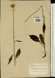 Klasea lycopifolia (Vill.) Á. Löve & D. Löve, Eastern Europe, Central forest-and-steppe region (E6) (Russia)