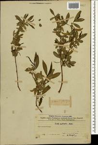 Salix excelsa J.F.Gmel., Caucasus, Azerbaijan (K6) (Azerbaijan)