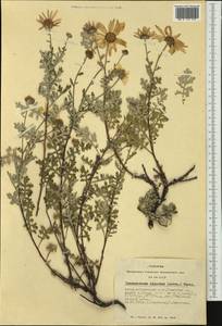 Chrysanthemum sinuatum Ledeb., Siberia, Altai & Sayany Mountains (S2) (Russia)