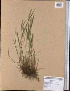 Phleum pratense L., Eastern Europe, Central region (E4) (Russia)