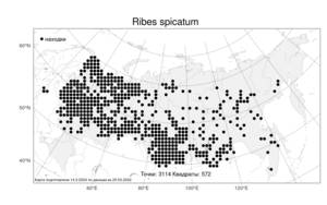 Ribes spicatum E. Robson, Atlas of the Russian Flora (FLORUS) (Russia)