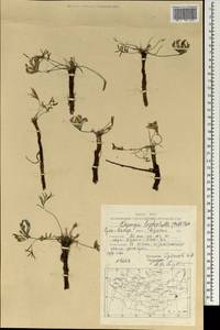 Oxytropis leptophylla (Pall.)DC., Mongolia (MONG) (Mongolia)