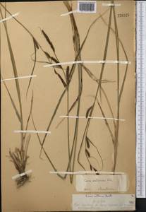 Carex acutiformis Ehrh., Middle Asia, Western Tian Shan & Karatau (M3) (Kazakhstan)