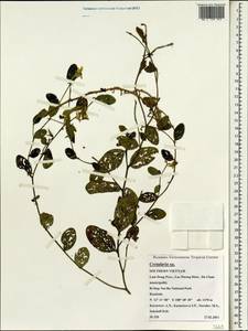 Crotalaria, South Asia, South Asia (Asia outside ex-Soviet states and Mongolia) (ASIA) (Vietnam)