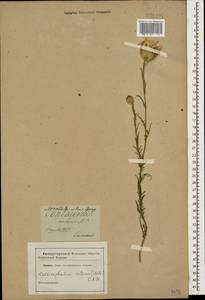 Callicephalus nitens (M. Bieb. ex Willd.) C. A. Mey., Caucasus (no precise locality) (K0)