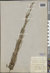 Blysmus compressus (L.) Panz. ex Link, Eastern Europe, North-Western region (E2) (Russia)