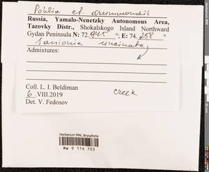 Pohlia drummondii (Müll. Hal.) A.L. Andrews, Bryophytes, Bryophytes - Western Siberia (including Altai) (B15) (Russia)