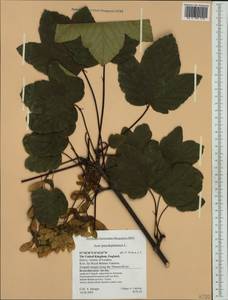 Acer pseudoplatanus L., Western Europe (EUR) (United Kingdom)