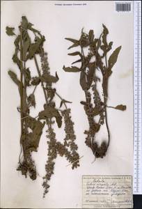 Salvia virgata Jacq., Middle Asia, Kopet Dag, Badkhyz, Small & Great Balkhan (M1) (Turkmenistan)