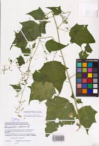 Chenopodiastrum hybridum (L.) S. Fuentes, Uotila & Borsch, Eastern Europe, South Ukrainian region (E12) (Ukraine)