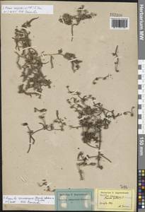 Lappula spinocarpos (Forssk.) Asch., Eastern Europe, Lower Volga region (E9) (Russia)