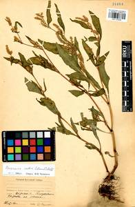 Persicaria lapathifolia subsp. pallida (With.) S. Ekman & Knutsson, Siberia, Baikal & Transbaikal region (S4) (Russia)
