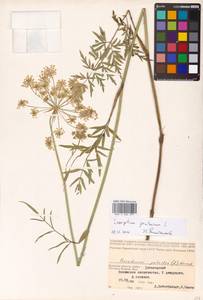 Silphiodaucus prutenicus subsp. prutenicus, Eastern Europe, Western region (E3) (Russia)