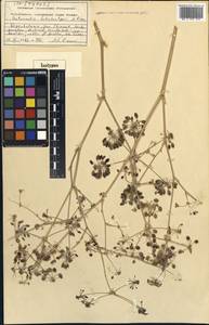 Autumnalia botschantzevii Pimenov, Middle Asia, Western Tian Shan & Karatau (M3) (Kazakhstan)