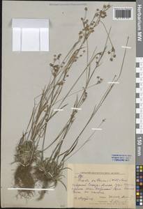 Luzula pallescens Sw., Siberia, Russian Far East (S6) (Russia)