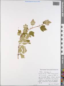 Ribes alpinum, Eastern Europe, Central region (E4) (Russia)