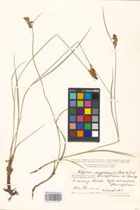 Blysmus compressus (L.) Panz. ex Link, Eastern Europe, Moscow region (E4a) (Russia)