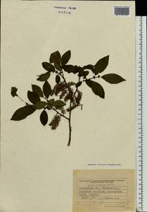 Salix silesiaca Willd., Eastern Europe, West Ukrainian region (E13) (Ukraine)