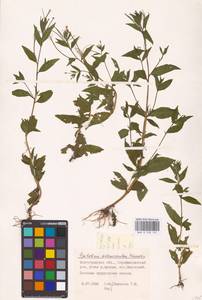 Epilobium ciliatum subsp. ciliatum, Eastern Europe, Lower Volga region (E9) (Russia)