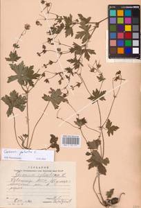 Geranium palustre L., Eastern Europe, Middle Volga region (E8) (Russia)