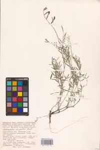 Astragalus varius S.G.Gmel., Eastern Europe, Lower Volga region (E9) (Russia)